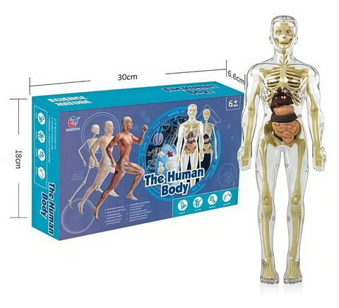 Human Body Assembly Toy